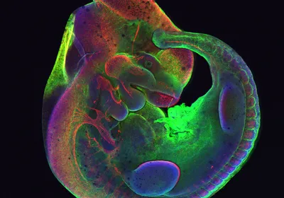 A mouse embryo in which the head, spine, and limb buds are visible. A mouse embryo in which the head, spine, and limb buds are visible.